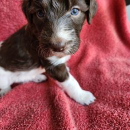 Orion - White and seal male Bordoodle puppy in New Oxford, Pennsylvania from The Weekend Farm