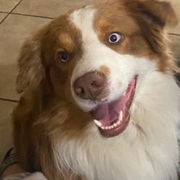 Koda - Australian Shepherd