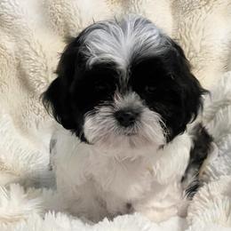 AKC Bullett - Black and white male Shih Tzu puppy in Greenville, South Carolina from Babyface Shih Tzu