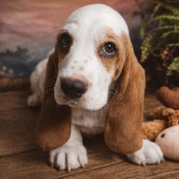Clementine - Red and white female Basset Hound puppy in Hodges, South Carolina from Blooming Basset