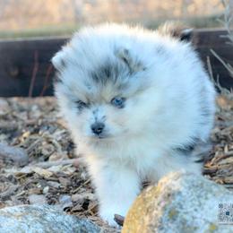 Juniper - Merle male Pomsky puppy in Bremen, Indiana from AMS Pomeranians and Pomskies in Indiana