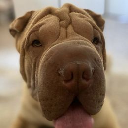 Chinese Shar-Pei from Yareli Shar-Peis