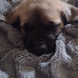 Mastiff Puppies from Angela's Mastiffs
