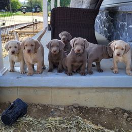 Dilute Retrievers and Labrador Retrievers from Southernend Silvers