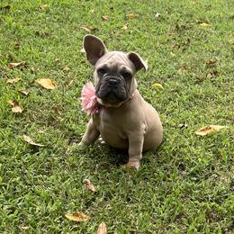 Angel - Fawn female French Bulldog puppy in Union City, Tennessee from West Tennesse Frenchies