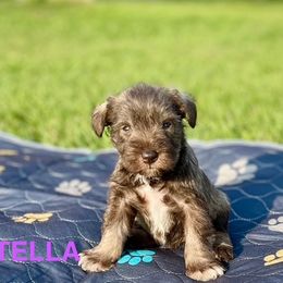 Stella - Liver Miniature Schnauzer puppy in Texas from Savannah's Schnauzers