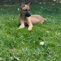 Red Collar - Dutch Shepherd puppy from Level Up K9