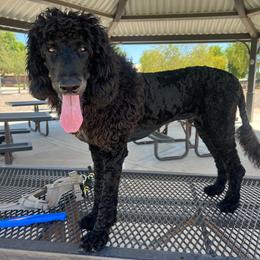 No Fuss Gus - Phantom male Bernedoodle puppy in Chandler, Arizona from Phoebe's Bebies