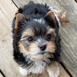 Yorkshire Terrier Puppies from Moonbabies Yorkies