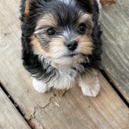 Yorkshire Terrier Puppies from Moonbabies Yorkies