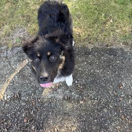 Mina - Black female Australian Shepherd puppy in Massachusetts from Knauer Australian Shepherds