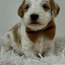 Brown Male - Parti male Goldendoodle puppy in Great Falls, Montana from Montana Goldendoodles