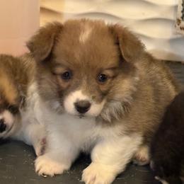 Justice - Blue female Pembroke Welsh Corgi puppy in Hotchkiss, Colorado from Grand Mesa Corgis