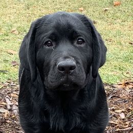 Labrador Retrievers from Huckleberry Labradors