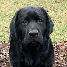 Labrador Retrievers from Huckleberry Labradors