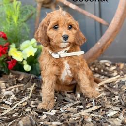 Coconut - Red female Cavapoo puppy in Oxford, Pennsylvania from FriendlyPals