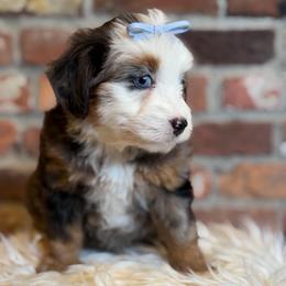 Kelly - female Australian Mountain Doodle puppy in Snohomish, Washington from Refined Doodles