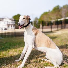 Greyhound puppies from Greyhound Puppy Havens