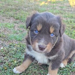 Red Tri Male 1 - Red tri-color male Australian Shepherd puppy in Crossville, Alabama from Bluff View Aussies