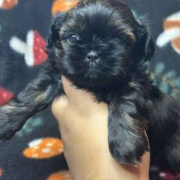 Dallas - Brindle male Shih Tzu puppy in Roseville, Michigan from Diamond Paws LLC