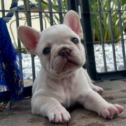 Diamond - Cream female French Bulldog puppy in Clermont, Florida from Nala’s Nest