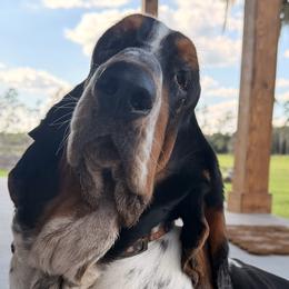 Basset Hounds from Baldwin Ranch Bloodlines