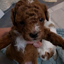 Boy 1 - Red  male Poodle puppy in Greenville, Texas from RhineStone Poodles