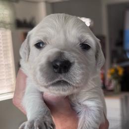 Girl 3 - Light golden female Golden Retriever puppy in Lake Hughes, California from Golden Hills Retrievers