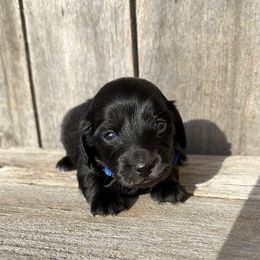 Blue - Black male Dachshund puppy in South Willard, Utah from Doxies in the Sun