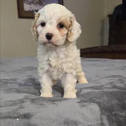 Lacey - Buff and white female Cockapoo puppy in Copan, Oklahoma from Tatums cavapoos