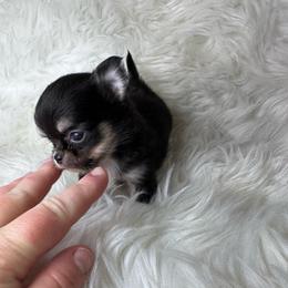 Black and Tan boy - Black and tan male Chihuahua puppy in Fargo, North Dakota from Wild Prairie Chihuahuas