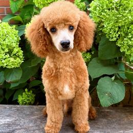 Oliver - Red  male Poodle puppy in Morehead, Kentucky from Paw Perfect Pets