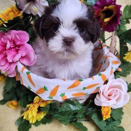 Havanese and Shih Tzu Puppies from Locust Creek Shih Tzu & Havanese
