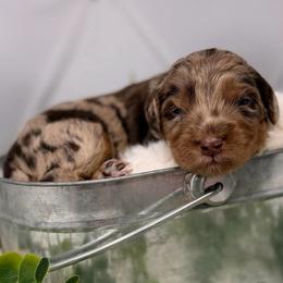 Gold Nugget - Chocolate male Australian Labradoodle puppy in Brush Prairie, Washington from Fancy Pants Labradoodles