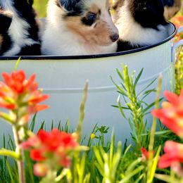 Collie Puppies from EverHeart Collies