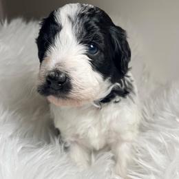 Sprinkle black and white - Black and white female Aussiedoodle puppy in Clarkston, Washington from Doodle & Poodle Palace