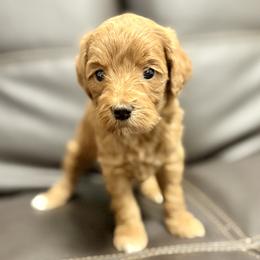 Sugar (purple) - Red  female Goldendoodle puppy in Twin Falls, Idaho from Magic Valley Family Doodles