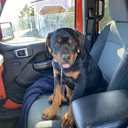 Rottweiler Puppies from Von Hushon Rottweilers