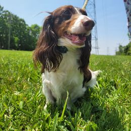 Dashound - Piebald male Dachshund puppy in Round Lake Beach, Illinois from Doxie Dynasty
