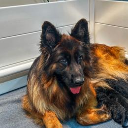Purple Collar - Black and red female German Shepherd puppy in Howell, Michigan from Sheyenne’s Shepherds