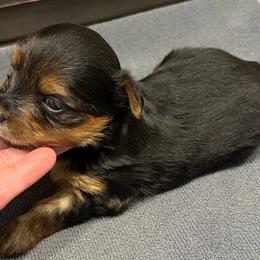 Maverick - Black and gold male Yorkshire Terrier puppy in Parma Heights, Ohio from Yorkies of Ohio