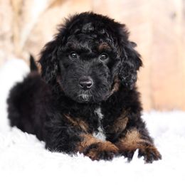 Bernedoodle and Goldendoodle Puppies from Kimberlee’s Kennels