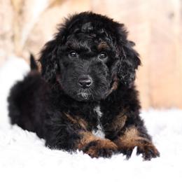 Bernedoodle and Goldendoodle Puppies from Kimberlee’s Kennels