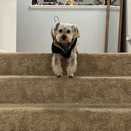 Yorkshire Terrier All Grown Up from Lacey Luxe Breeding- Yorkshire Terriers