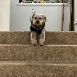 Yorkshire Terrier All Grown Up from Lacey Luxe Breeding- Yorkshire Terriers