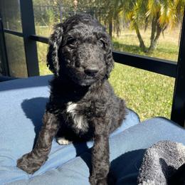 Tiny Tim - Chocolate male Goldendoodle puppy in St Johns, Florida from Nini's Poodles and Doodles of St. Johns Co.