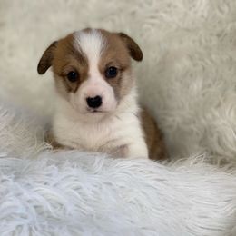 Cam - Red female Pembroke Welsh Corgi puppy in Morton, Mississippi from Southern Magnolia Corgis