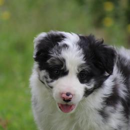 Merle boy 3 - Blue merle male Border Collie puppy in Tylertown, Mississippi from Cool Meadow Farms