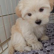 Shichon Puppies from Great Lakes Teddy Bear Dogs