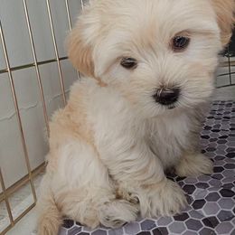 Shichon Puppies from Great Lakes Teddy Bear Dogs